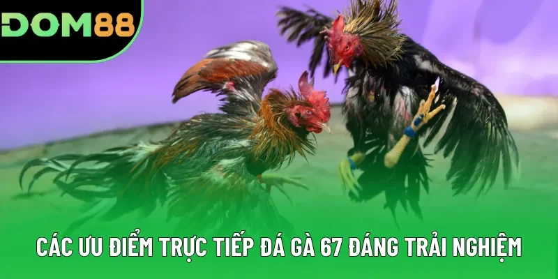 Các ưu điểm khiến trực tiếp đá gà 67 đáng trải nghiệm