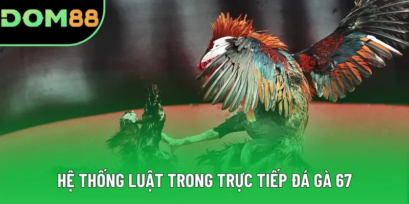 Hệ thống luật trong trực tiếp đá gà 67
