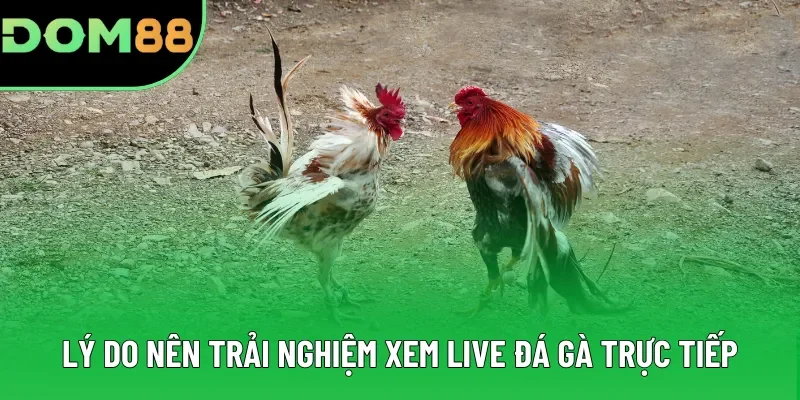 Lý do nên trải nghiệm xem live đá gà trực tiếp Lý do nên trải nghiệm xem live đá gà trực tiếp