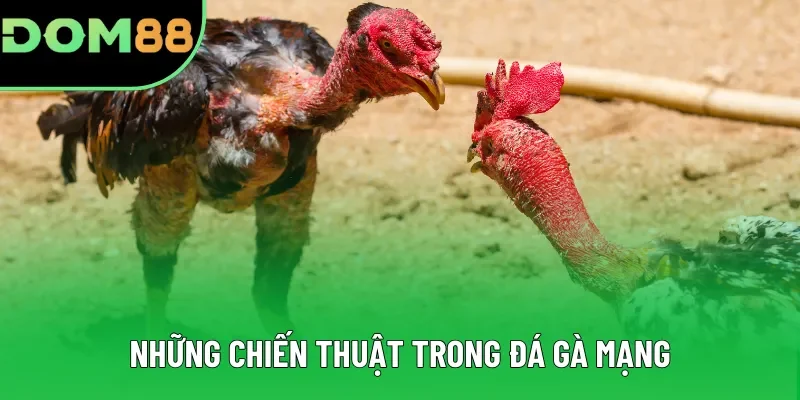 Những chiến thuật trong đá gà mạng