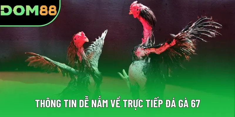 Thông tin dễ nắm về trực tiếp đá gà 67